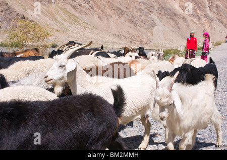 Due ragazze con allevamento di capre, Wakhan Valley, Pamirs, Tagikistan Foto Stock