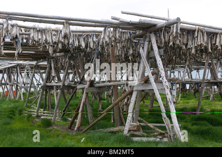 Pesce di essiccazione, Flateyri, Westfjords, Islanda, regioni polari Foto Stock