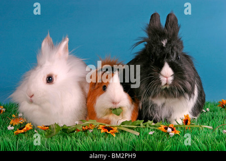 Löwenköpfchen & Rosettenmeerschwein / coniglietti & cavia Foto Stock