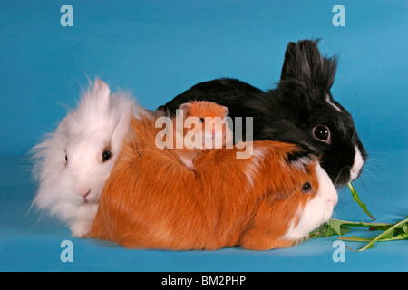 Löwenköpfchen, Rosettenmeerschwein & Hamster / coniglietti, cavia & hamster Foto Stock