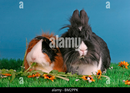 Löwenköpfchen & Rosettenmeerschwein / bunny & cavia Foto Stock