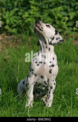 Sitzender Dalmatiner Welpe / seduta cucciolo dalmata Foto Stock