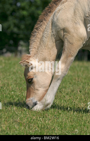 Pferd beim grasen / cavallo al pascolo Foto Stock