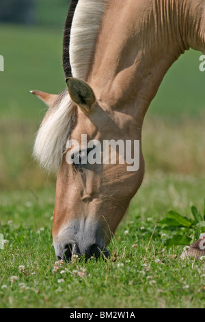 Pferd beim grasen / cavallo al pascolo Foto Stock