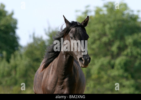 Paso Fino ritratto Foto Stock