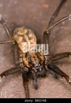 Il Gigante house spider (Tegenaria duellica o Tegenaria gigantea) Foto Stock