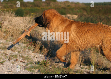 Leonberger in Aktion / azione Foto Stock