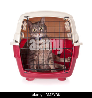 Cat chiuso all'interno del vettore pet isolati su sfondo bianco Foto Stock