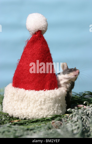 Maus mit Weihnachtsmannmütze / Christmas mouse Foto Stock