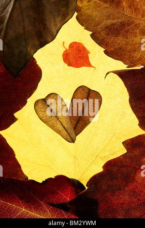 Foglie di autunno nella composizione del telaio, golden trasparente Foto Stock