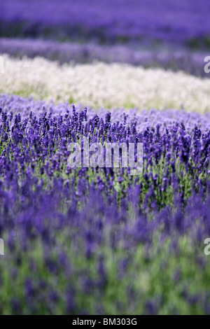 [Cotswold Fattoria di Lavanda], campo colorato di viola Lavanda fiori piantati in righe, Snowshill, Worcestershire, England, Regno Unito Foto Stock