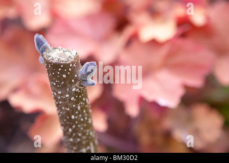 Paulownia Tomentosa - Paulownia tomentosa (noto anche come imperatrice Tree, Princess albero o Foxglove Tree) Foto Stock