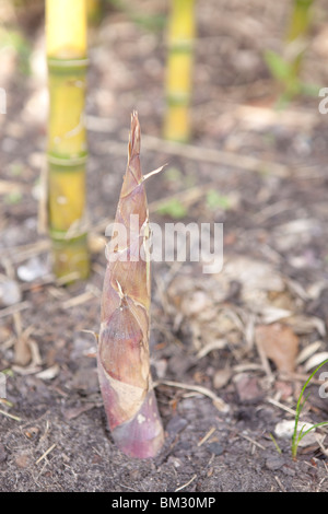 Giovani bamboo crescita crescita selvaggia con nuovi germogli spingendo verso l'alto Foto Stock