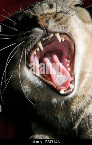 Un gatto domestico con la sua bocca aperta che mostra i denti e la lingua Foto Stock