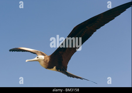 Magnifica Frigatebird (Fregata magnificens), Fernando de Noronha, Brasile Foto Stock