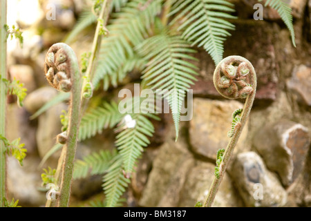 Dicksonia antarctica Soft Fern Tree germogli distensione Foto Stock