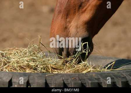 Pferd beim fressen / mangiare cavallo Foto Stock