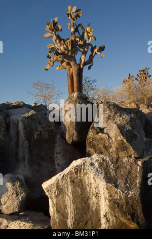 Giant Ficodindia Cactus, Santa Fé Island Isole Galapagos, Ecuador Foto Stock