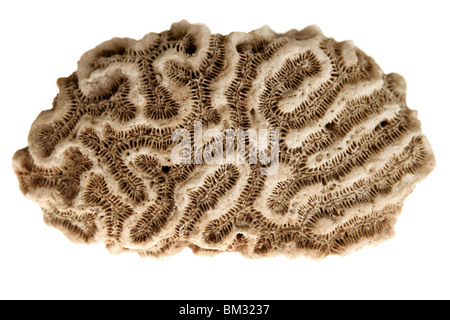 Cervello dei Caraibi coral isolate su sfondo bianco Foto Stock