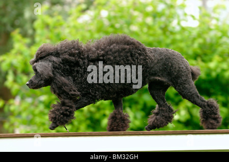 Pudel in Bewegung / poodle in azione Foto Stock