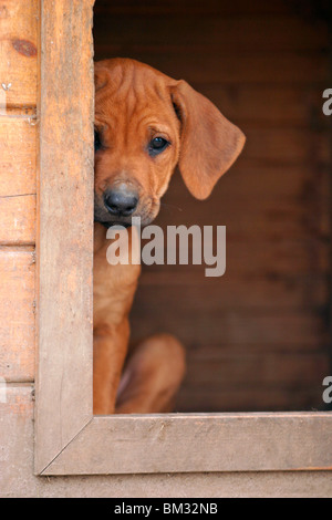 Ridgeback rhodesiano Welpe / cucciolo Foto Stock