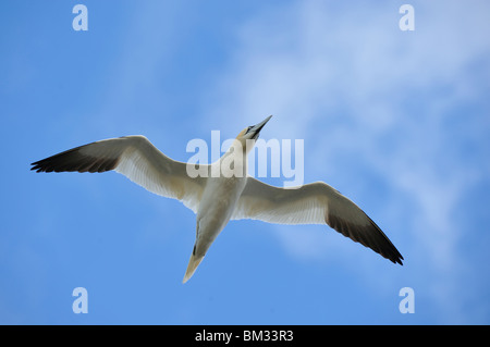 Northern Gannet (Sula bassana, Morus bassanus) in volo contro un cielo blu. Irlanda, Saltee Foto Stock