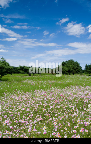 Cosmos campo, nella prefettura di Ibaraki, Honshu, Giappone Foto Stock