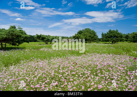 Cosmos campo, nella prefettura di Ibaraki, Honshu, Giappone Foto Stock