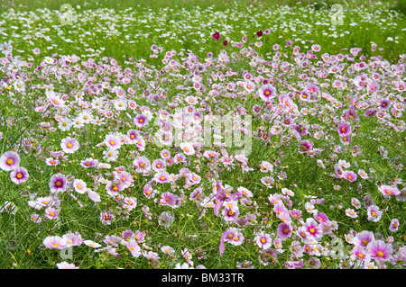 Cosmos campo, nella prefettura di Ibaraki, Honshu, Giappone Foto Stock