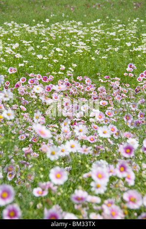 Cosmos campo, nella prefettura di Ibaraki, Honshu, Giappone Foto Stock