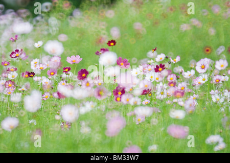 Cosmos campo, nella prefettura di Ibaraki, Honshu, Giappone Foto Stock