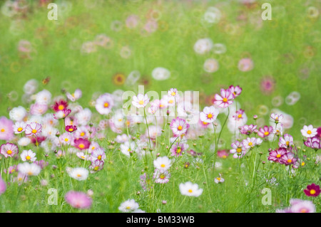 Cosmos campo, nella prefettura di Ibaraki, Honshu, Giappone Foto Stock