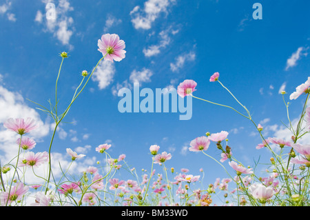 Cosmos campo, nella prefettura di Ibaraki, Honshu, Giappone Foto Stock