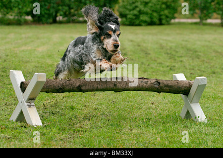 English Cocker Spaniel Foto Stock