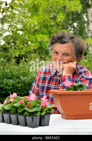 Senior donna giardinaggio, piantine di begonia Foto Stock