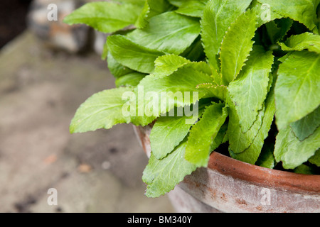 La Salvia in una pentola di terracotta - foglia dettaglio Foto Stock