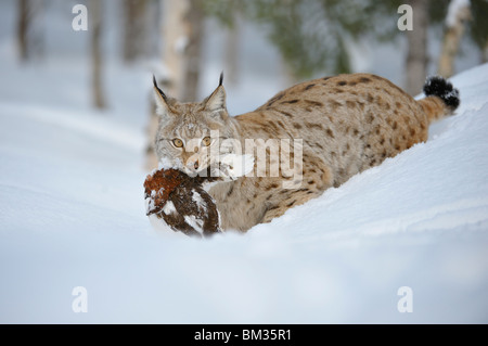 Lince europea (Felis lynx, Lynx lynx). Maschio adulto con la pernice bianca in inverno la foresta, Norvegia. Foto Stock