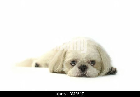 Shih Tzu cane che giace piatto Foto Stock