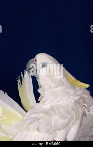 Gelbwangenkakadu bei der Gefiederpflege / Pulizia Cacatua Foto Stock