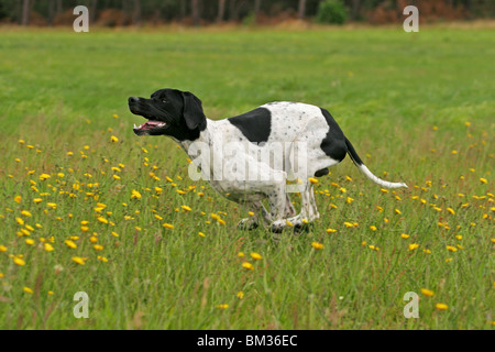 Puntatore in Bewegung / Puntatore in azione Foto Stock