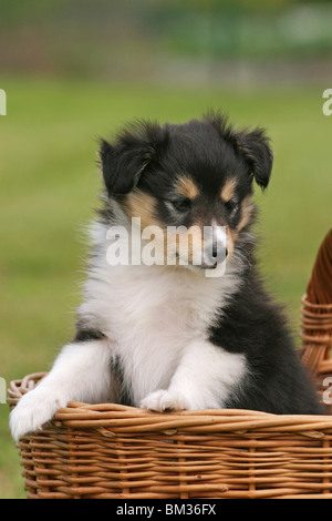 Sheltie Welpe im Körbchen / Sheltie cucciolo nel cestello Foto Stock