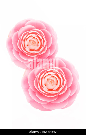 Pink Camellia, vicino, sfondo bianco Foto Stock