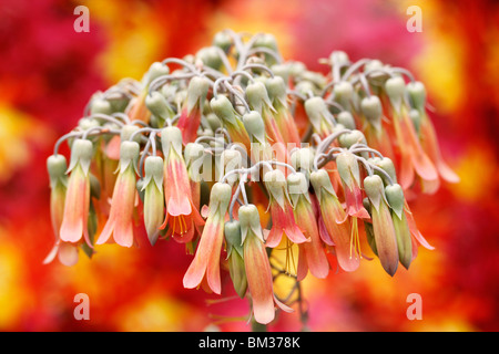 Piante succulente pinnatum Bryophyllum Foto Stock