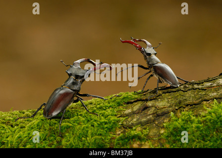 Stag Beetle (lucanus cervus). Tre maschi wrestling su femmina su Mossy Oak in habitat boschivo, Paesi Bassi. Foto Stock