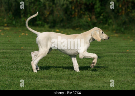 In Salukiwelpe Bewegung / cucciolo saluki in azione Foto Stock