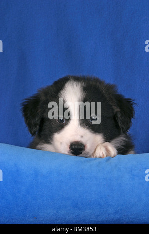 Border Collie Welpe / Border Collie cucciolo Foto Stock