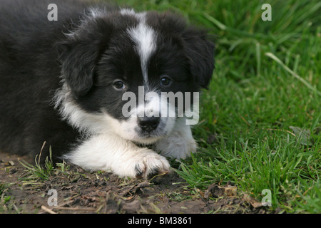 Border Collie Welpe / Border Collie cucciolo Foto Stock