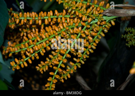 Arancio brillante gambi della maturazione dei frutti dell'arenga engleri palmae West London Foto Stock