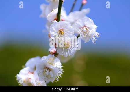 La susina bianca fiorisce Foto Stock