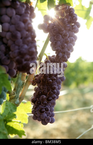 Agricoltura vino rosso campo di pompelmo in Spagna Foto Stock